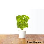 Zestaw 3 kapsułek z nasionami bazylii 0,047kg Click and Grow w sklepie internetowym SuperWnetrze.pl