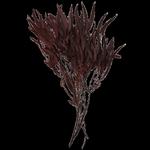 MADAM Stoltz :: Suszone kwiaty Eukaliptus, suszki, bukiet 75g, 50-75 cm, bordowe (R0019-1) w sklepie internetowym Home Design 