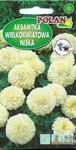 Aksamitka wielkokwiatowa niska KREMOWO-BIAŁA - 0,5g (Tagetes erecta nana plena) w sklepie internetowym 24garden.pl