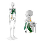 Model anatomiczny szkieletu człowieka 85 cm w sklepie internetowym Hurtownia Przemysłowa