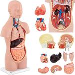 Emaga Model anatomiczny 3D tułowia człowieka z wyjmowanymi organami w sklepie internetowym emaga.pl