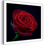 Emaga Obraz na płótnie, Czerwona róża natura kwiat - 60x60 w sklepie internetowym emaga.pl