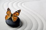 Fototapeta zen motyl 716a w sklepie internetowym Deco-Wall.pl