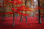 Fototapeta las jesienią 774a w sklepie internetowym Deco-Wall.pl