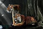Fototapeta tygrysy 1021s w sklepie internetowym Deco-Wall.pl
