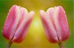 Fototapeta dwa tulipany 88 w sklepie internetowym Deco-Wall.pl