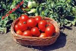Pomidor Polbig F1 1 000 n. w sklepie internetowym Farmersklep