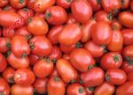 Pomidor Dyno F1 5 000 n. w sklepie internetowym Farmersklep