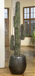 Mega Kaktus -D 170cm ogród,basen, spa, salon, biuro w sklepie internetowym Extrahome.pl