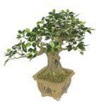 Bonsai, Bonzai 42cm idealny prezent w sklepie internetowym Extrahome.pl