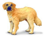 Pies rasy golden retriever w sklepie internetowym Libristo.pl