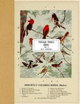 Vintage Prints: Birds: Vol. 4 w sklepie internetowym Libristo.pl