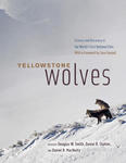 Yellowstone Wolves w sklepie internetowym Libristo.pl