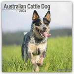 Australian Cattle Dog Calendar 2024 Square Dog Breed Wall Calendar - 16 Month w sklepie internetowym Libristo.pl