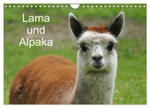 Lama und Alpaka (Wandkalender 2024 DIN A4 quer), CALVENDO Monatskalender w sklepie internetowym Libristo.pl