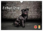 Urban Dogs - Hundekalender der anderen Art (Wandkalender 2024 DIN A4 quer), CALVENDO Monatskalender w sklepie internetowym Libristo.pl