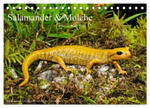 Salamander und Molche (Tischkalender 2024 DIN A5 quer), CALVENDO Monatskalender w sklepie internetowym Libristo.pl