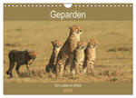 Geparden - Ein Leben in Afrika (Wandkalender 2024 DIN A4 quer), CALVENDO Monatskalender w sklepie internetowym Libristo.pl