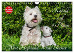 Kobold auf 4 Pfoten - West Highland White Terrier (Wandkalender 2024 DIN A4 quer), CALVENDO Monatskalender w sklepie internetowym Libristo.pl