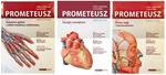 PROMETEUSZ Atlas Anatomii Człowieka - Komplet tomów Nomenklatura Łacińska w sklepie internetowym Ksiazki-medyczne.eu