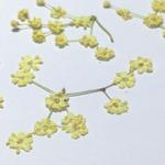 Kwiatki suszone YELLOW CREAM (kwiatki 0,4-0,6mm) 150 szt na łodyżkach - 1 op w sklepie internetowym Image-Arte