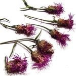 Kwiatki susz chabry dzikie różowe ( 3-6 cm) 6 szt - 1 op w sklepie internetowym Image-Arte