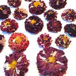 Kwiat susz bordowy DUŻY (śr 3,5-5,5 wys 2-3 cm) 1 szt - 1 op w sklepie internetowym Image-Arte