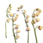 Kwiaty suszone KONWALIA (ok 5-9 cm) 5 szt - 1 op w sklepie internetowym Image-Arte