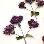 Kwiaty suszone ( gał 3- 6 cm wys 0,5-1 cm) mix fiolet 3 szt - 1 op w sklepie internetowym Image-Arte