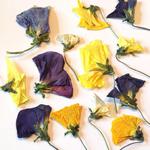 Kwiaty susz. bratki 2.8- 6 cm ( gł.1,5-3x2-5 cm) mix - 4 szt - 1 op w sklepie internetowym Image-Arte