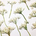 Kwiaty susz. Wild Garlic 2-3 x1-2 cm łod 3-6cm. - 6 szt w sklepie internetowym Image-Arte