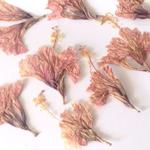 Hibiskus kwiat 4-7cm x 2-5 cm mix beige/peach - 2 szt w sklepie internetowym Image-Arte