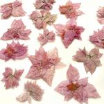Bugenwilla - kwiaty suszone - pęczki - śr. 2,5 -5.5 cm gr. 3-5mm LT.PINK 3 szt - 1 op w sklepie internetowym Image-Arte