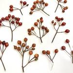 Róża chińska owoce na gałązkach suszone ( owoc 3-8 mm gał 1,5-3 x2-6cm) 4 szt - 1 op w sklepie internetowym Image-Arte