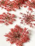 Kwiaty suszone Queen Anne`s lace śr. 2 - 5,5 cm RED - 4 szt w sklepie internetowym Image-Arte