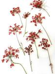 Kwiaty suszone Queen Anne's lace śr. 1,5- 3 cm RED - 4 szt w sklepie internetowym Image-Arte