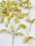 kwiaty suszone , żółte 10 pęczków pęcz: 1- 2,5 cm - 1 op w sklepie internetowym Image-Arte