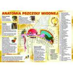 Tablica informacyjna mała "anatomia pszczoły miodnej" w sklepie internetowym Pszczelnictwo.com.pl