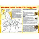 Tablica informacyjna mała "morfologia pszczoły miodnej" w sklepie internetowym Pszczelnictwo.com.pl