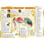 Tablica informacyjna duża "anatomia pszczoły miodnej". w sklepie internetowym Pszczelnictwo.com.pl