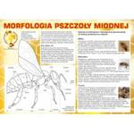 Tablica informacyjna duża "morfologia pszczoły miodnej". w sklepie internetowym Pszczelnictwo.com.pl