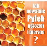 Ulotka "jak powstaje pyłek pszczeli i pierzga" w sklepie internetowym Pszczelnictwo.com.pl