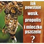 Ulotka "jak powstaje wosk, propolis i mleczko pszczele" w sklepie internetowym Pszczelnictwo.com.pl