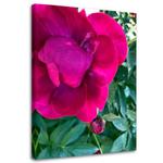 Obraz na płótnie, Duży różowy kwiat - 40x60 w sklepie internetowym Dekorys