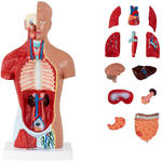 Model anatomiczny 3D tułowia człowieka w sklepie internetowym multishop.com.pl