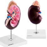Model anatomiczny 3D nerki człowieka skala 1.5:1 w sklepie internetowym multishop.com.pl