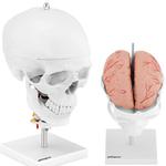 Model anatomiczny 3D czaszki człowieka z mózgiem 7 kręgami skala 1:1 w sklepie internetowym multishop.com.pl