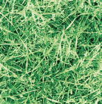 Folia okleina dekoracyjna grass 11563/11565/11567 w sklepie internetowym Profilms 