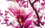 Fototapeta na flizelinie 1341VE Kwiat Magnolii w sklepie internetowym KrainaBarw.pl