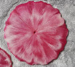 "Pink passion" patera handmade unikatowa w sklepie internetowym Artillo